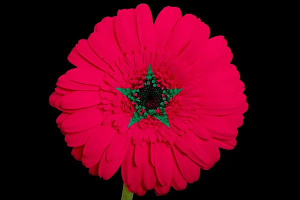 Gerbera daisy flower in kleuren nationale vlag van Marokko op b — Stockfoto