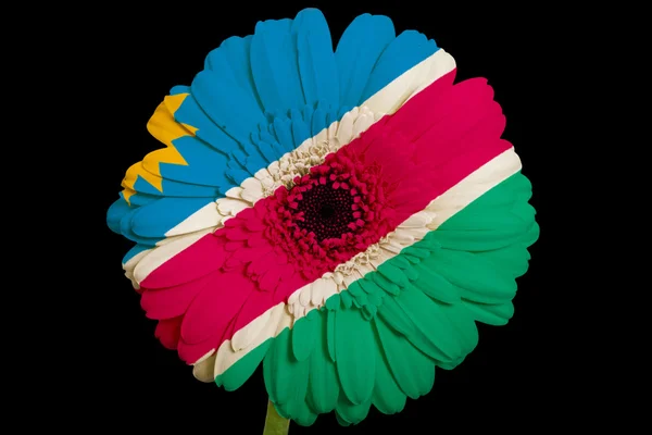 Gerbera daisy flower in colors national flag of namibia on b — Stock Photo, Image