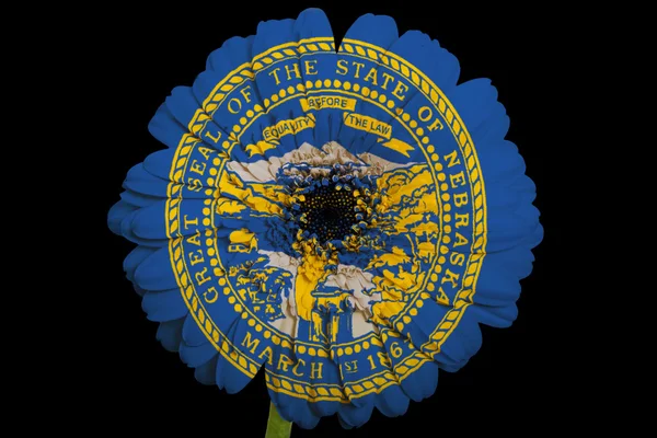 Gerbera daisy blomman i färger amerikansk flagg av nebras — Stockfoto