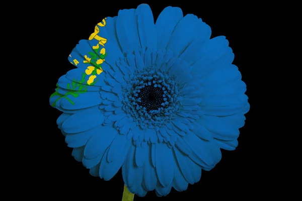 非洲菊菊花花在美国内华达州的颜色标志 — 图库照片