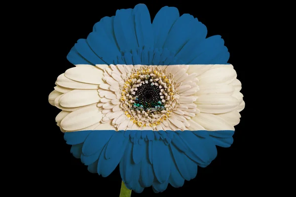 Gerbera daisy flower in colors national flag of nicaragua on — Stock Photo, Image