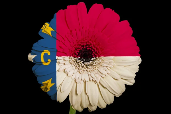 Gerbera flor margarida em cores bandeira do estado americano do norte — Fotografia de Stock
