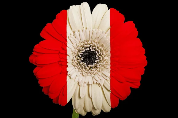 Gerbera daisy flower in colors national flag of peru on blac — Stock Photo, Image