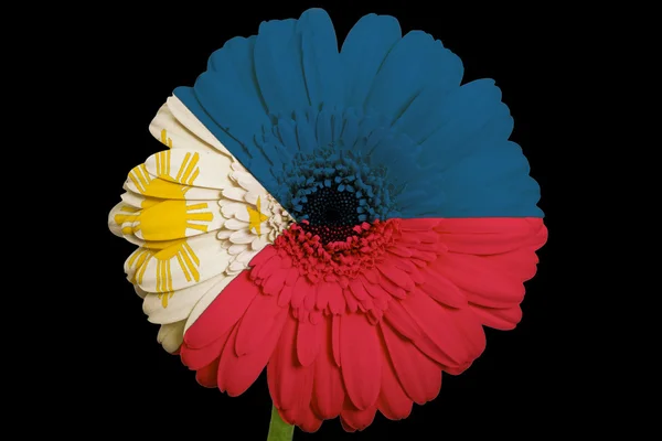 Gerbera flor margarida em cores bandeira nacional de filipinas — Fotografia de Stock