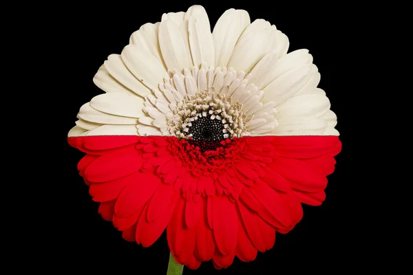 Gerbera papatya çiçeği bl üzerinde Polonya ulusal bayrak renkleri — Stok fotoğraf
