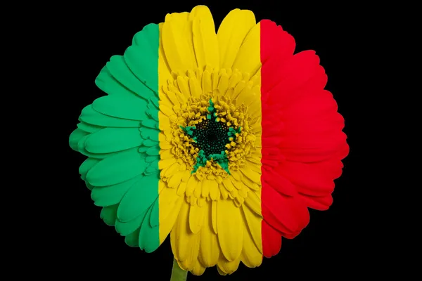 Gerbera daisy blomman i färger nationella flagga senegal på b — Stockfoto