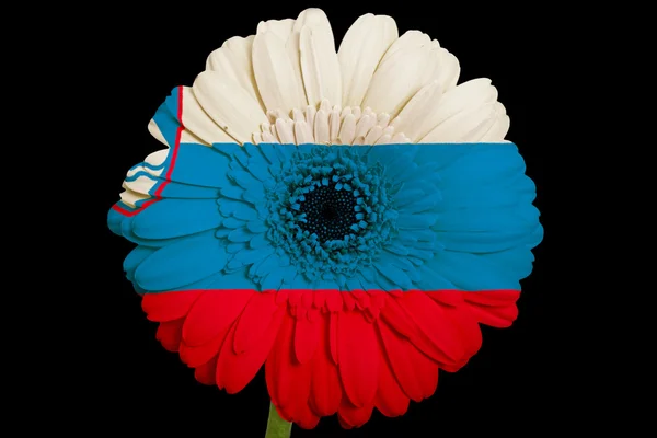 Gerbera flor de margarita en colores bandera nacional de slovenia en bla — Foto de Stock