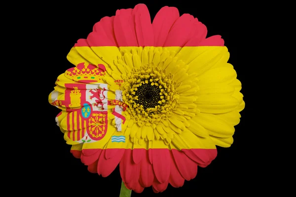 Gerbera daisy blomman i färger på svart bakgrund — Stockfoto