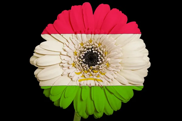 Gerbera százszorszép virág a színek o Tádzsikisztán zászlaja — Stock Fotó