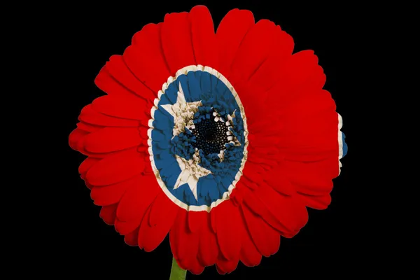 Gerbera daisy flower in colors flag of american state of tennes — Stock Photo, Image