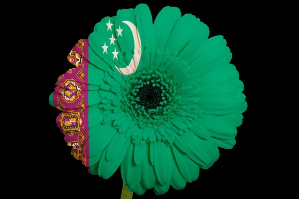 Gerbera daisy blomman i färger nationella flagga turkmenistan — Stockfoto