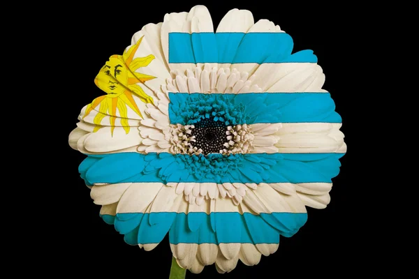 Gerbera daisy blomman i färger nationella flagga uruguay på b — Stockfoto