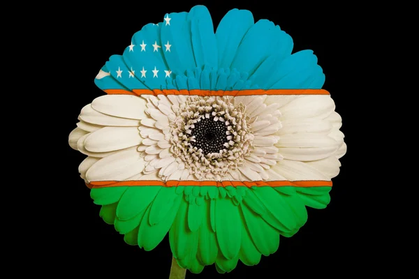 Λουλούδι Μαργαρίτα Gerbera σε χρώματα εθνική σημαία του Ουζμπεκιστάν o — Φωτογραφία Αρχείου