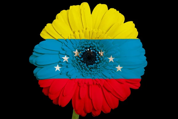 Gerbera flor de margarita en colores bandera del estado americano de vermón — Foto de Stock