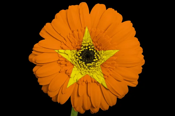 Gerbera flor de margarita en colores bandera nacional de vietnam en b —  Fotos de Stock