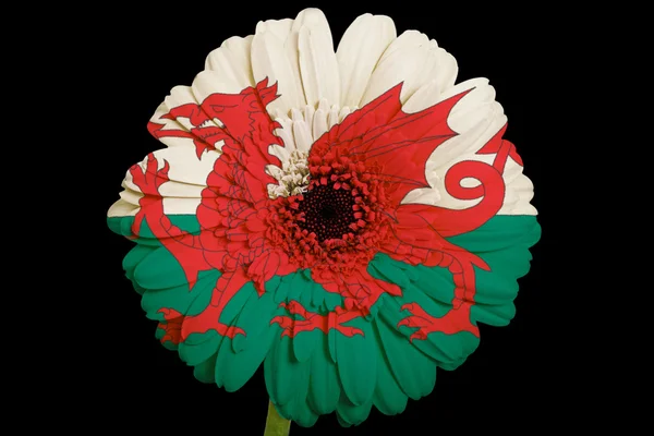 Gerbera sedmikrásky květin v barvách národní vlajka Walesu na bla — Stock fotografie