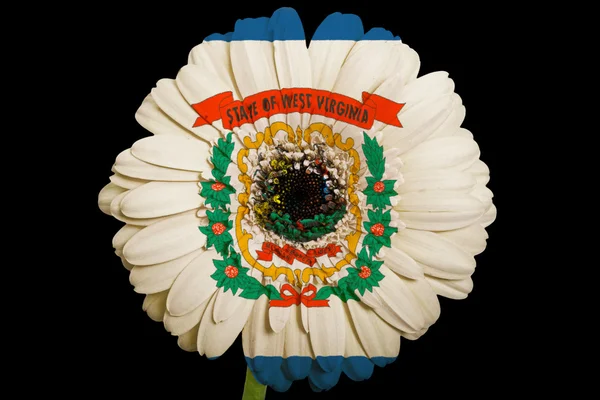 Gerbera daisy flower in kleuren vlag van de Amerikaanse deelstaat west v — Stockfoto