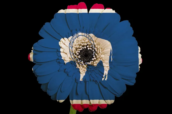 Gerbera stokrotka kwiat w kolory flagi państw amerykańskich wyomin — Zdjęcie stockowe