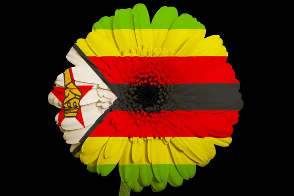 Gerbera daisy flower in colors national flag of zimbabwe on — Stock Photo, Image