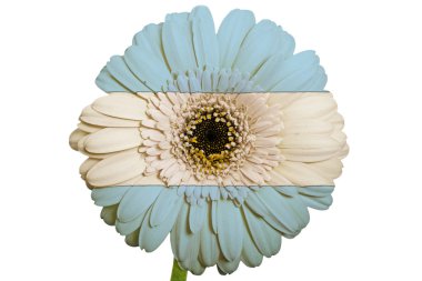 Arjantin renkleri w Ulusal bayrağını gerbera papatya çiçeği