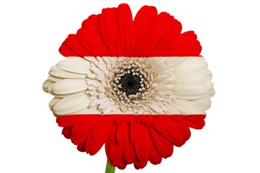 WHI Avusturya renkleri Ulusal bayrağını gerbera papatya çiçeği