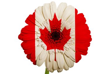 gerbera papatya çiçek renkleri WHI doğum Kanada ulusal bayrak