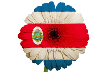 gerbera papatya çiçeği renkleri costarica w üzerinde bayrağı