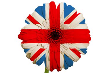 gerbera papatya çiçeği renkleri İngiltere bayrağı