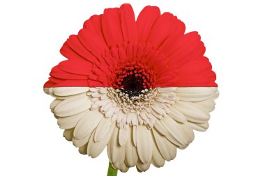 Endonezya'nın renkleri w Ulusal bayrağını gerbera papatya çiçeği