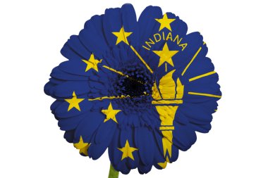 Amerikan Indiana Eyalet bayrağı renkleri gerbera papatya çiçeği