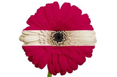 gerbera papatya çiçek renkleri whit üzerinde Letonya ulusal bayrak