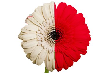 Malta renkleri Ulusal bayrağını Beyaz gerbera papatya çiçeği