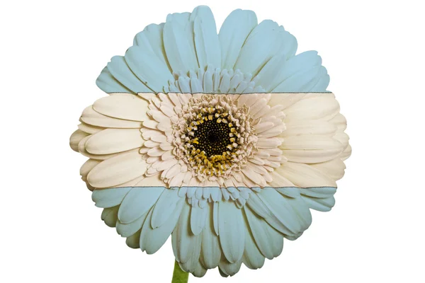Gerbera flor de margarita en colores bandera nacional de argentina en w —  Fotos de Stock