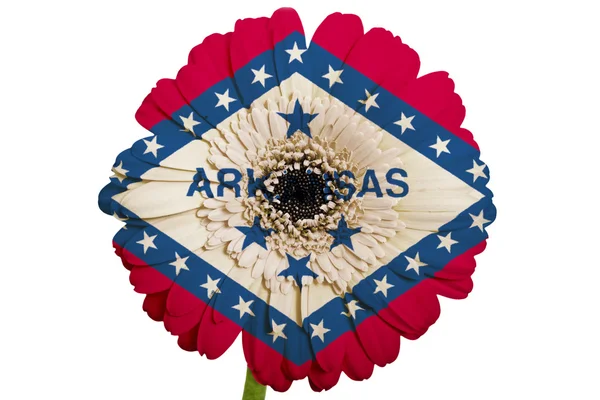 Gerbera stokrotka kwiat w kolory flagi państw amerykańskich arkansa — Zdjęcie stockowe