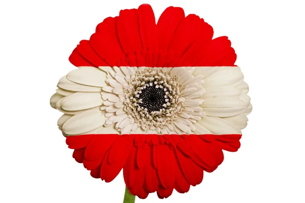 Gerbera fleur de marguerite en couleurs drapeau national de l'Autriche sur whi — Photo