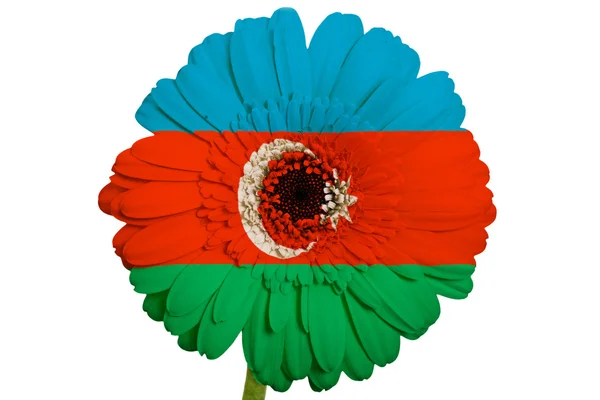 Гербера ромашка цветок в цветах национального флага azerbaijan на — стоковое фото
