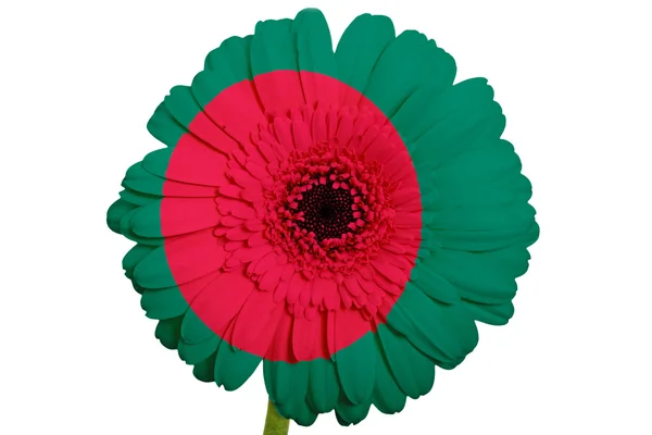 Gerberas flores en colores bandera nacional de bangladesh en —  Fotos de Stock