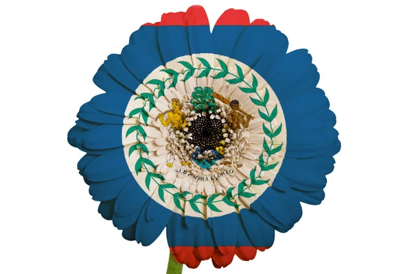 Gerbera daisy blomman i färger nationella flagga belize på whit — Stockfoto