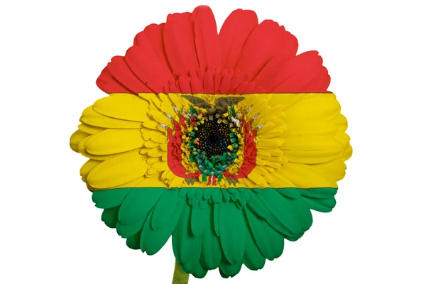 在颜色的国旗，玻利维亚关于 whi 非洲菊菊花花 — 图库照片
