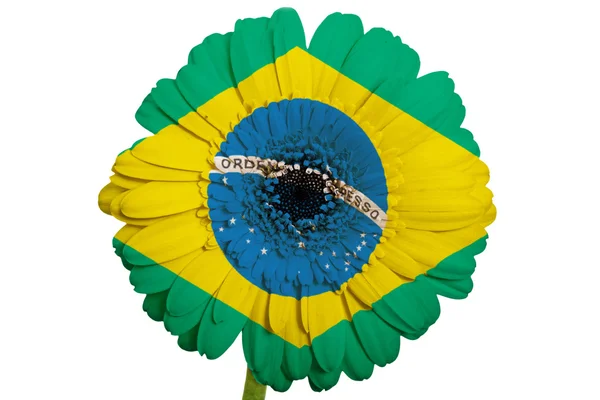 Gerbera daisy flower in colors national flag of brazil on whit — Stock Photo, Image