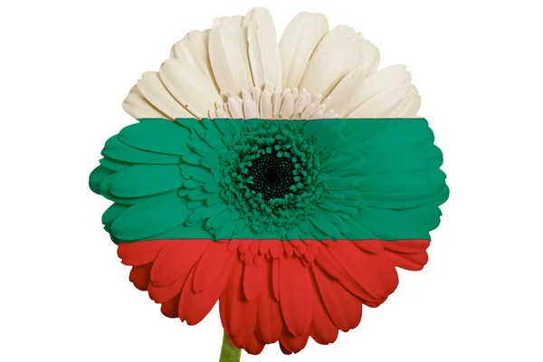 Gerbera flor de margarita en colores bandera nacional de bulgaria en wh — Foto de Stock