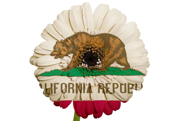 Gerbera daisy blomman i färger amerikansk flagg av califor — Stockfoto