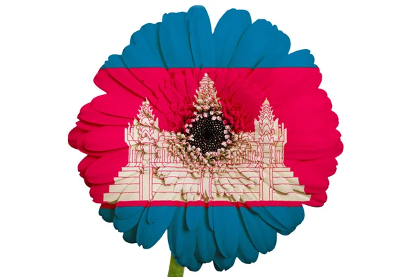 Gerbera daisy flower in colors national flag of cambodia on wh — Stock Photo, Image