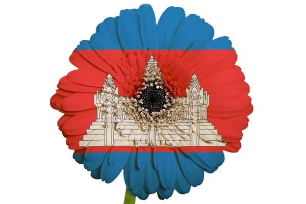 Gerbera daisy flower in kleuren nationale vlag van Cambodja op wh — Stockfoto