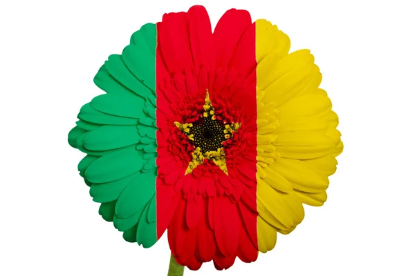 Gerbera flor de margarita en colores bandera nacional de camerún — Foto de Stock