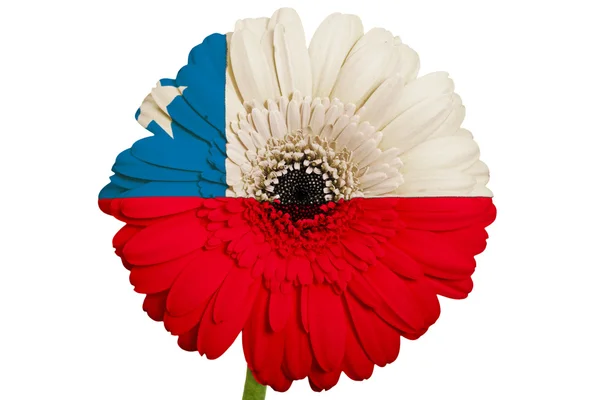 Gerbera fleur de marguerite en couleurs drapeau national du chili sur blanc — Photo