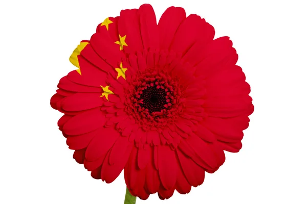 Λουλούδι Μαργαρίτα Gerbera σε χρώματα εθνική σημαία της Κίνας σε λευκό — Φωτογραφία Αρχείου