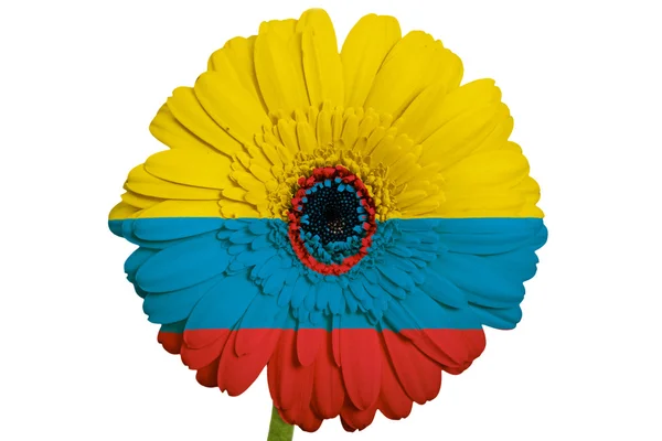 在颜色的 wh 哥伦比亚国旗非洲菊菊花花 — 图库照片