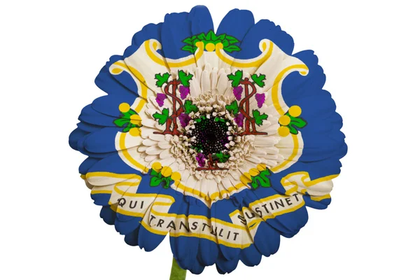 Gerbera fiore margherita in colori bandiera di stato americano di connessione — Foto Stock
