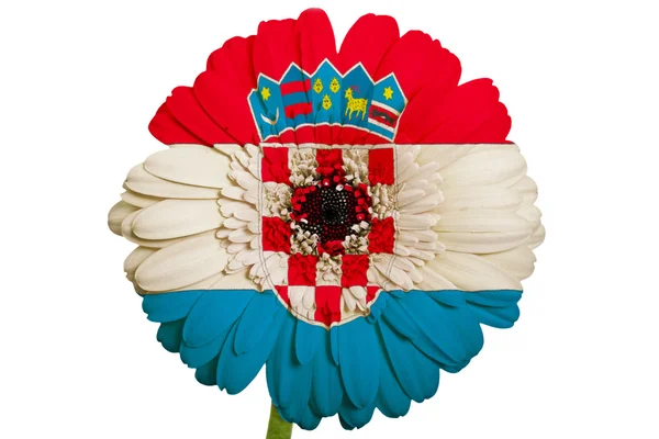 Gerbera daisy flower in kleuren nationale vlag van Kroatië op whi — Stockfoto